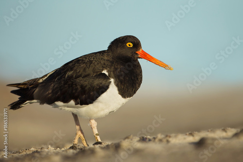 Magellanic oystercatcher standing on a rocky coast, Falkland Islands.