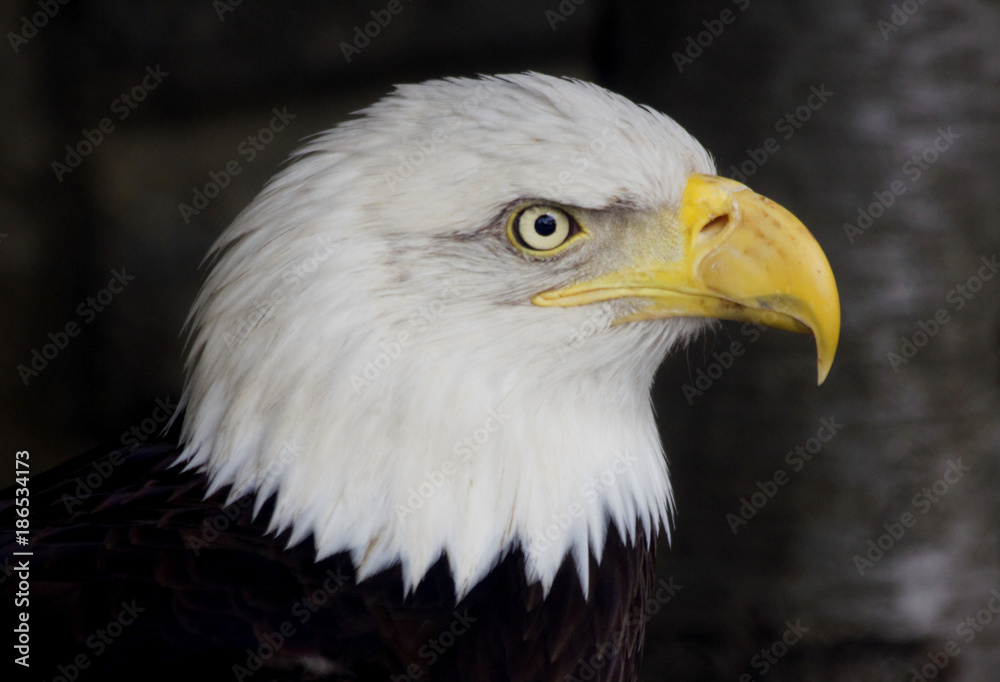 Bald Eagle against dark background. Portrait of a bald eagle (haliaeetus leucocephalus). American bald eagle is looking very proud. Symbol of freedom its bald eagle of the United States of America. Bald Eagle against dark background. Portrait of a bald eagle (haliaeetus leucocephalus). American bald eagle is looking very proud. Symbol of freedom its bald eagle of the United States of America.