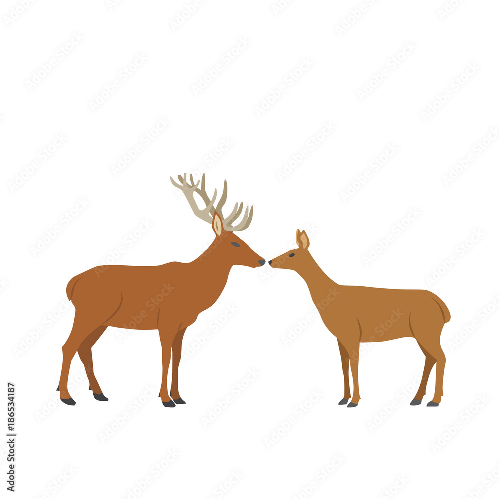 Fototapeta premium male and female roe-deers stand face to face on white background