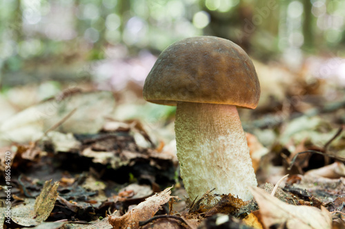 Edible brown mushroom - Leccinum scabrum
