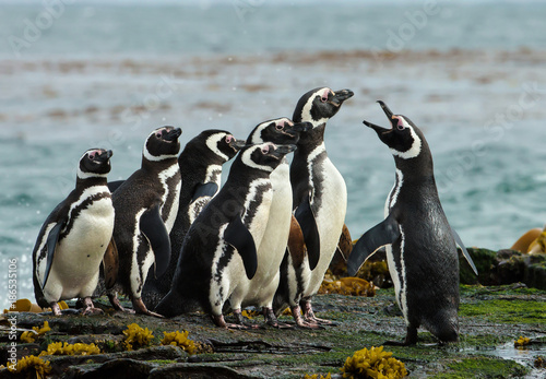 A group of Magellanic penguin gather on a rocky coast of Falkland islands.