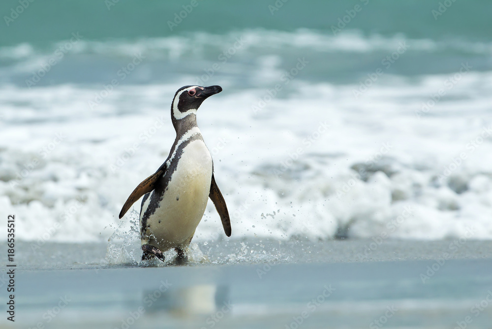 Fototapeta premium Magellanic penguin coming ashore in Falkland Islands, Falkland Islands.
