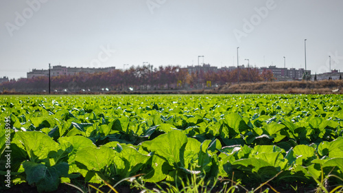 Lettuce plantation close-up against the city