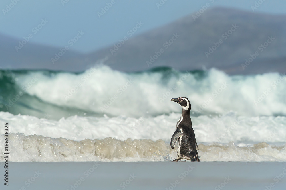 Fototapeta premium Magellanic penguin going to the stormy ocean, Falkland Islands.