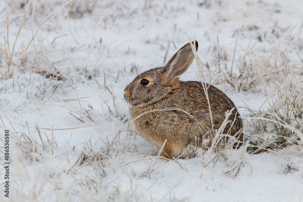Naklejka premium Cottontail Rabbit in Snow