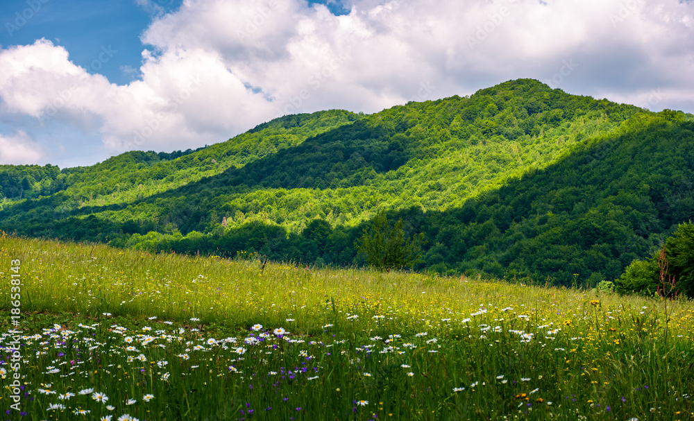 grassy fields in mountainous rural area. lovely rural landscape of Carpathian mountains in summer