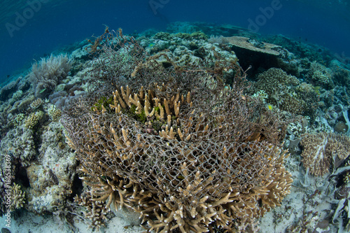 Fototapeta Naklejka Na Ścianę i Meble -  Discarded Fishing Net on Coral