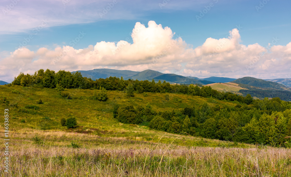 beautiful countryside with forested rolling hills. lovely Landscape of Carpathian mountains in early autumn season