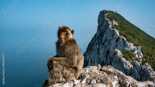 Monkey in Gibraltar