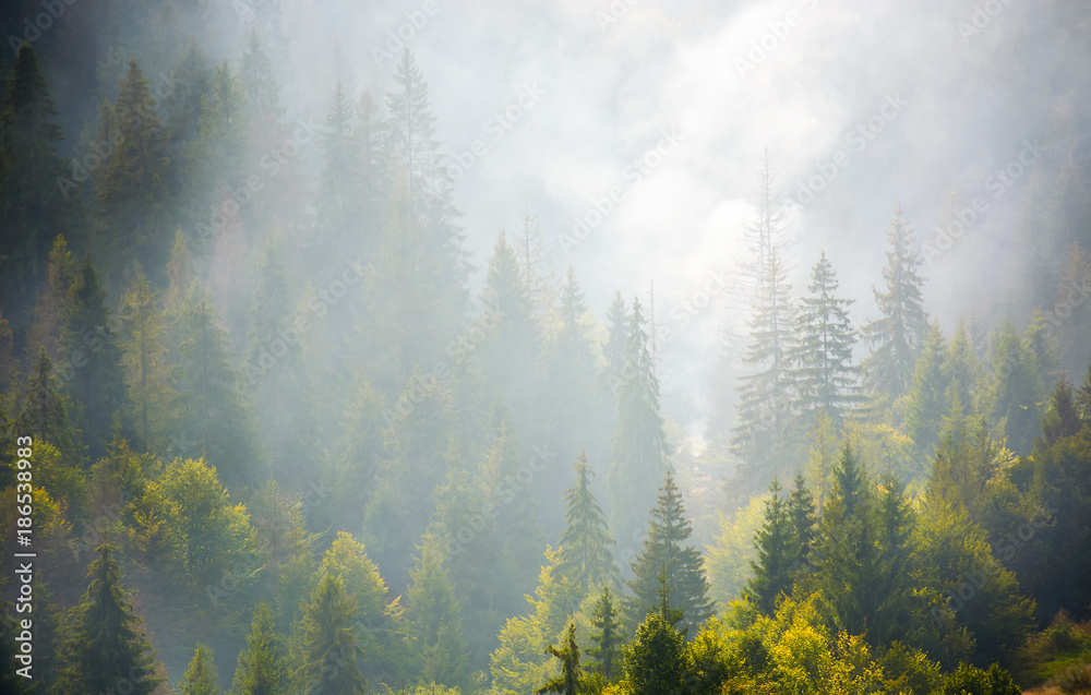 spruce forest on hillside in smoke. lovely nature disaster background