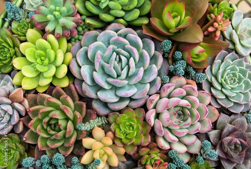 Rectangular arrangement of succulents; cactus succulents in a planter photo