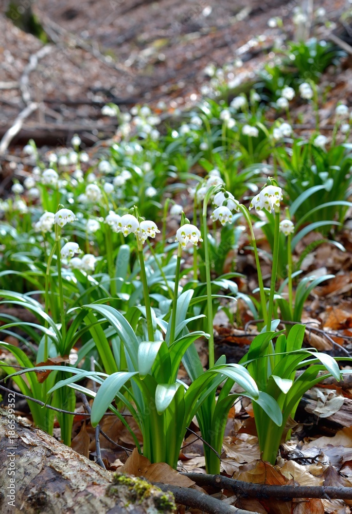 spring snowflake flowers spring snowflake flowers