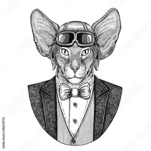 Photo Oriental cat with big ears Animal wearing aviator helmet and jacket with bow tie