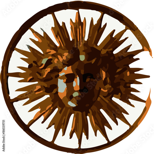 The star of Louis XIV the sun king