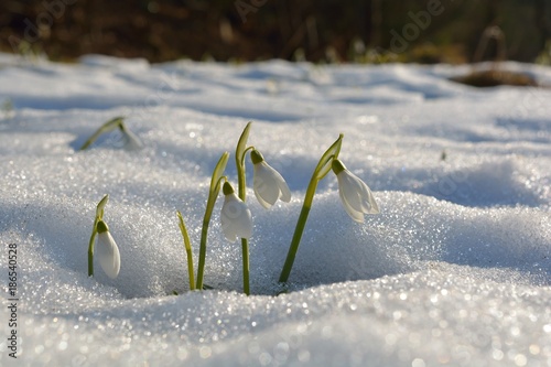 Gentle snowdrops flowering from the snow
