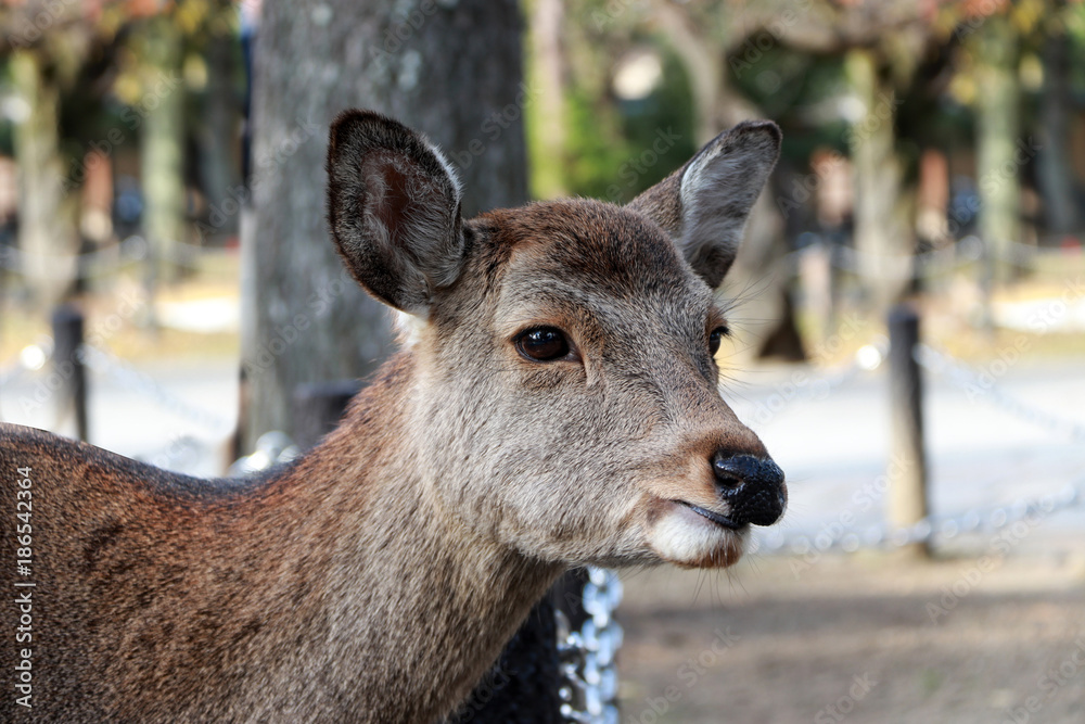 Closeup the head of deer on blur background at the park in Nara, Japan. The park is home to hundreds of freely roaming deer. Closeup the head of deer on blur background at the park in Nara, Japan. The park is home to hundreds of freely roaming deer.