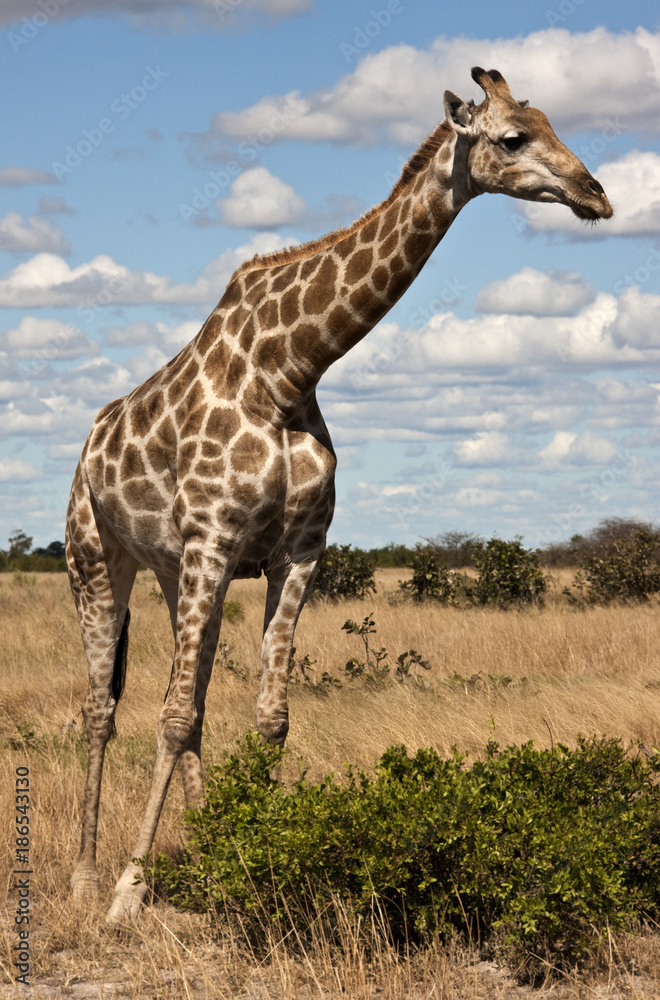 Giraffe - Giraffa camelopardalis - Botswana Giraffe - Giraffa camelopardalis - Botswana