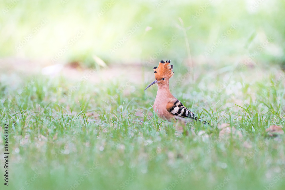 Obraz premium Eurasian hoopoe national bird of Upupidae is are colorful birds found across Afro had crown of feathers and seen in my country.