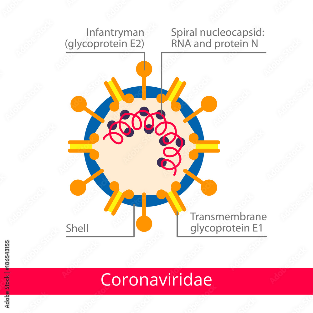 Coronaviridae. Classification of viruses. Vector biology icons, medical