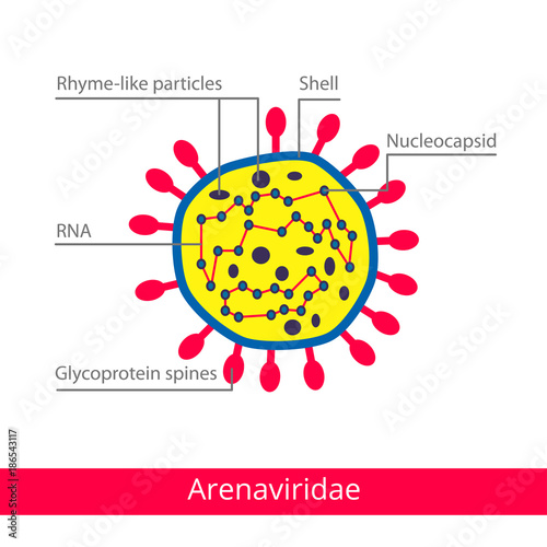 Arenaviridae. Classification of viruses. Vector biology icons, medical virus icons.