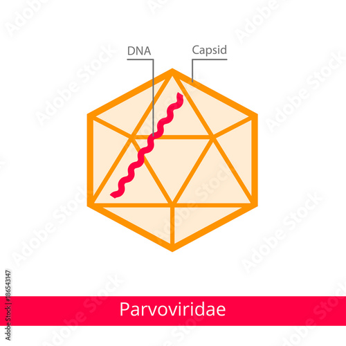 Parvoviridae. Classification of viruses. Vector biology icons, medical virus icons.