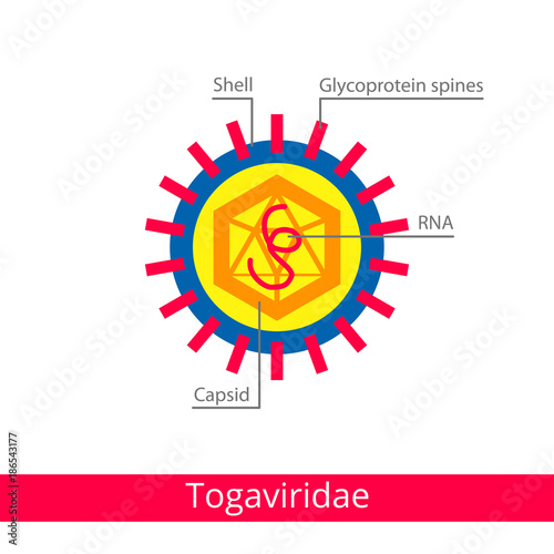 Togaviridae. Classification of viruses.