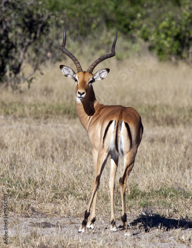 Male Impala - Savuti region of Botswana