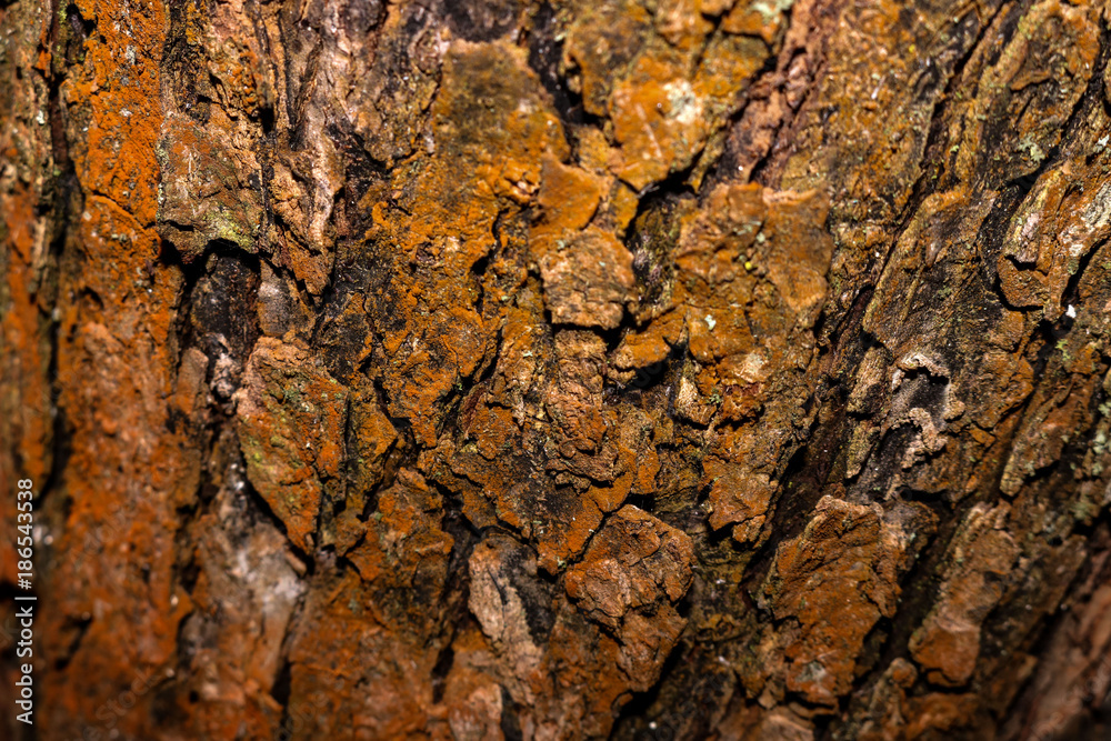 Pine tree bark background. Bark tree texture. Abstract texture and background for graphic design. Organic texture. Rough abstract texture. Natural pattern. Macro view of pine tree bark textured. Pine tree bark background. Bark tree texture. Abstract texture and background for graphic design. Organic texture. Rough abstract texture. Natural pattern. Macro view of pine tree bark textured.