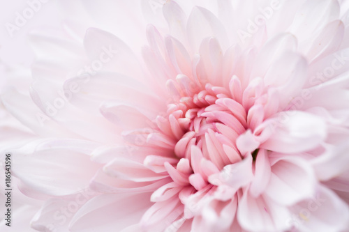 beautiful single chrysanthemum  top view  extreme macro image.