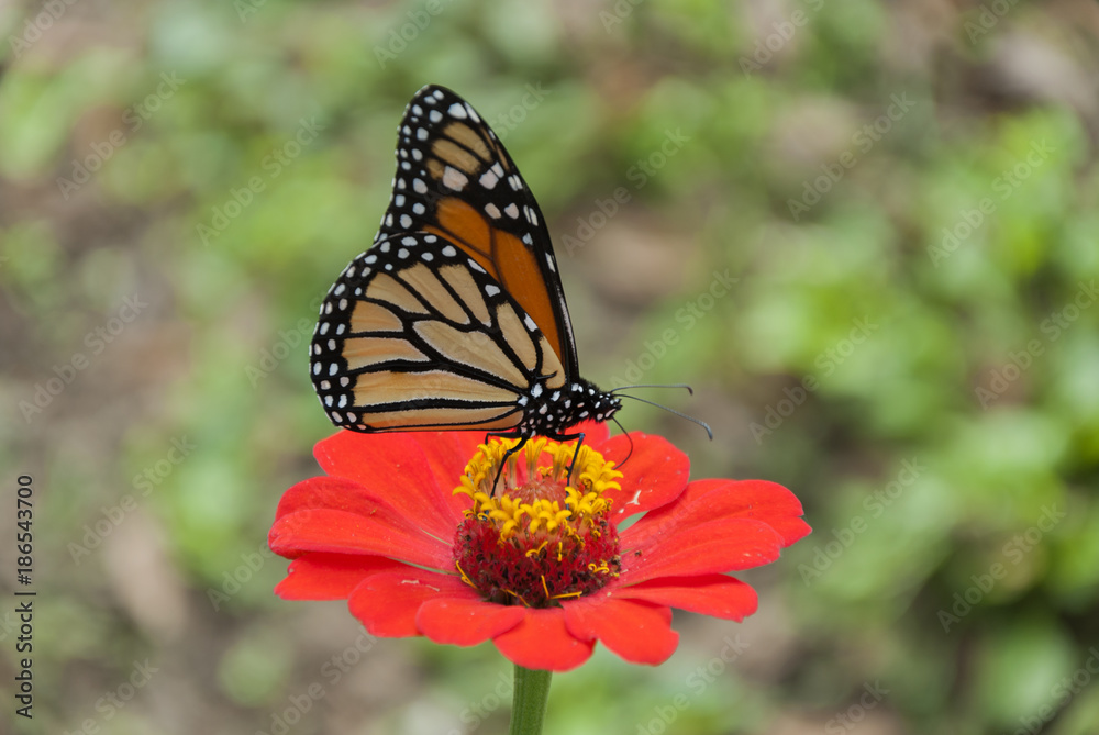Monarch butterfly detail on flower in tropical area of Guatemala, Central America. Danaus plexippus. Monarch butterfly detail on flower in tropical area of Guatemala, Central America. Danaus plexippus.