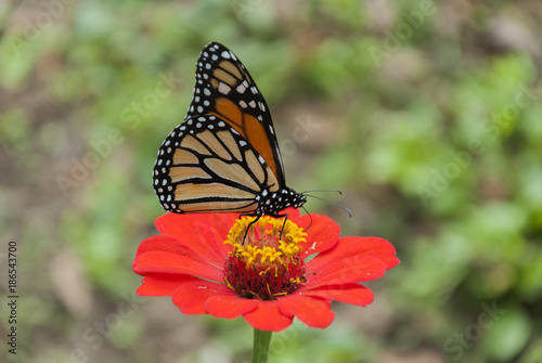 Monarch butterfly detail on flower in tropical area of Guatemala  Central America. Danaus plexippus.