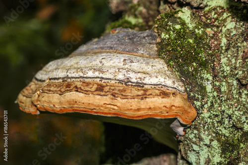 Mushroom on the tree