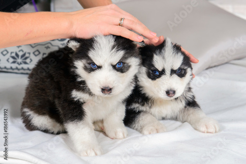 Little Husky puppies. Cute baby dog with blue eyes. Pet - man's best friend.