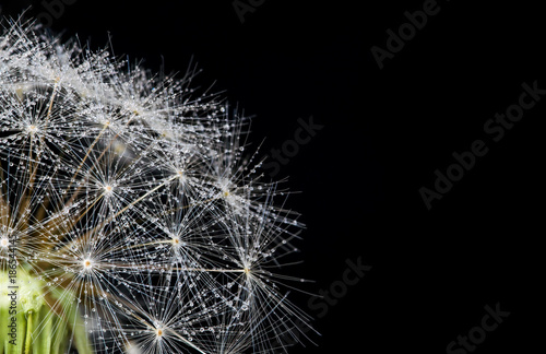 Beautiful abstract super macro of a dandelion head and seeds  on a black background  with many water droplets on the seeds