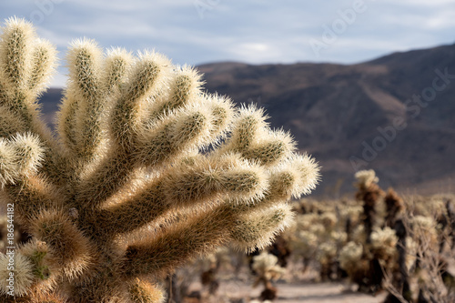 Cholla Cactus