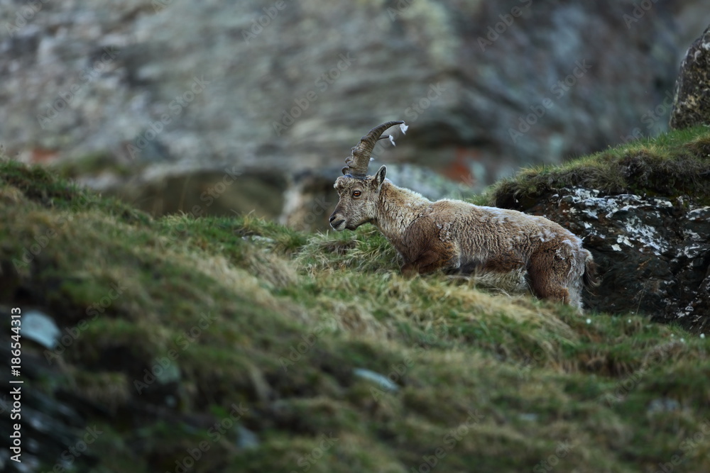 Goat ibex. Photographed in Austria. Free nature. The wild nature of Europe. Beautiful photo. Mountains. Nature. Goat ibex. Photographed in Austria. Free nature. The wild nature of Europe. Beautiful photo. Mountains. Nature.