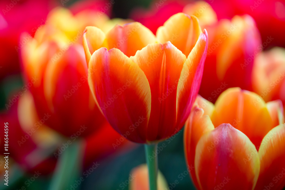 Tulips flowers beautiful bouquet of tulips , colorful flowers ,background wallpaper Tulips flowers beautiful bouquet of tulips , colorful flowers ,background wallpaper
