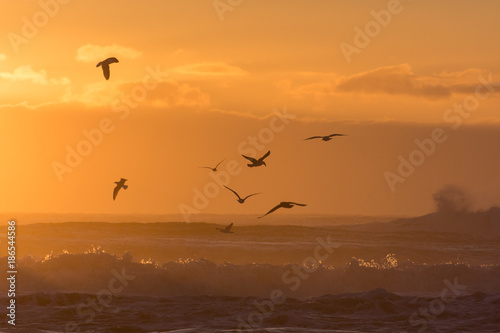 Gulls flying over sea at sunset from remote beach in Iceland in winter