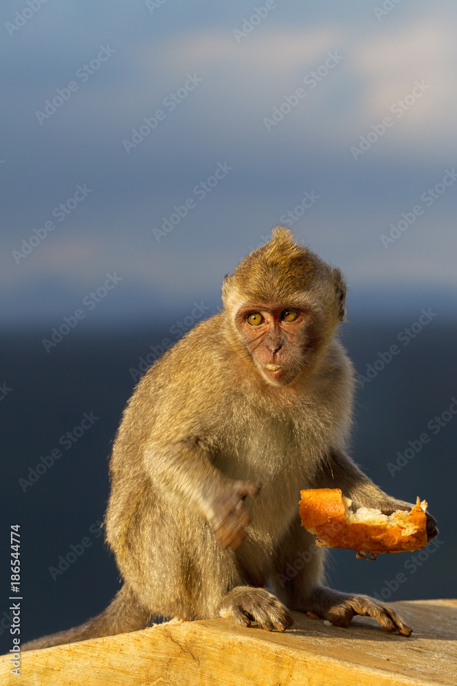 Naklejka premium Javaneraffe (Macaca fascicularis) im Black River Gorges Nationalpark in Mauritius, Afrika.