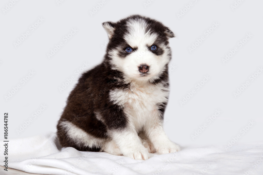 Little Husky puppy one. Cute baby dog with blue eyes. Pet - man's best friend.