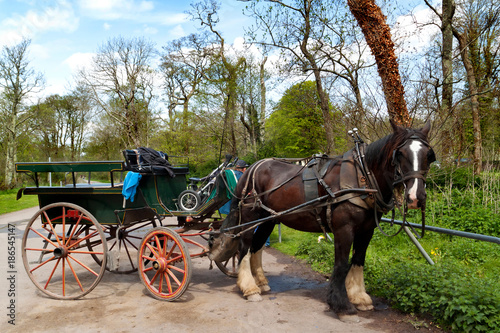 Horse ride in Killarney National Park © kwiatek7