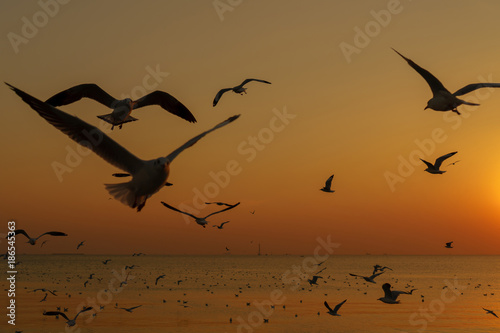 Group of silhouette seagulls flying over the sea on twilight sky at sunset © Naypong Studio