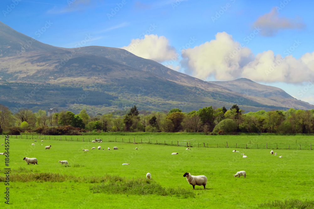 Sheep and rams in Killarney mountains - Ireland