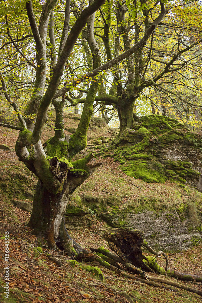 Naklejka premium Beech forest