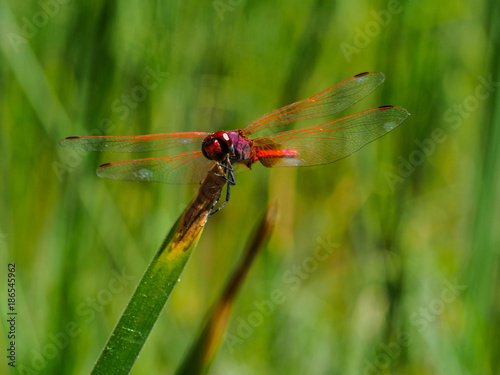 Green Dragonfly in Wadi