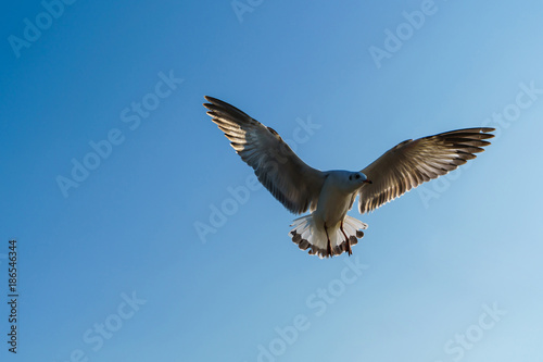 Seagull flying on blue sky © Naypong Studio