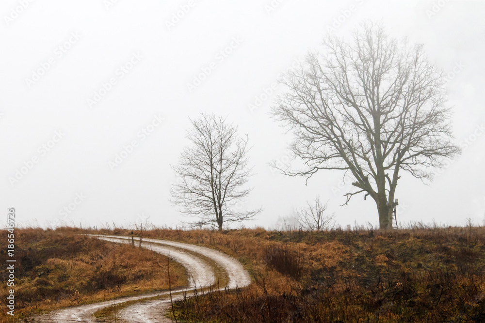 Obraz premium standing at the side of the road during a solitary tree