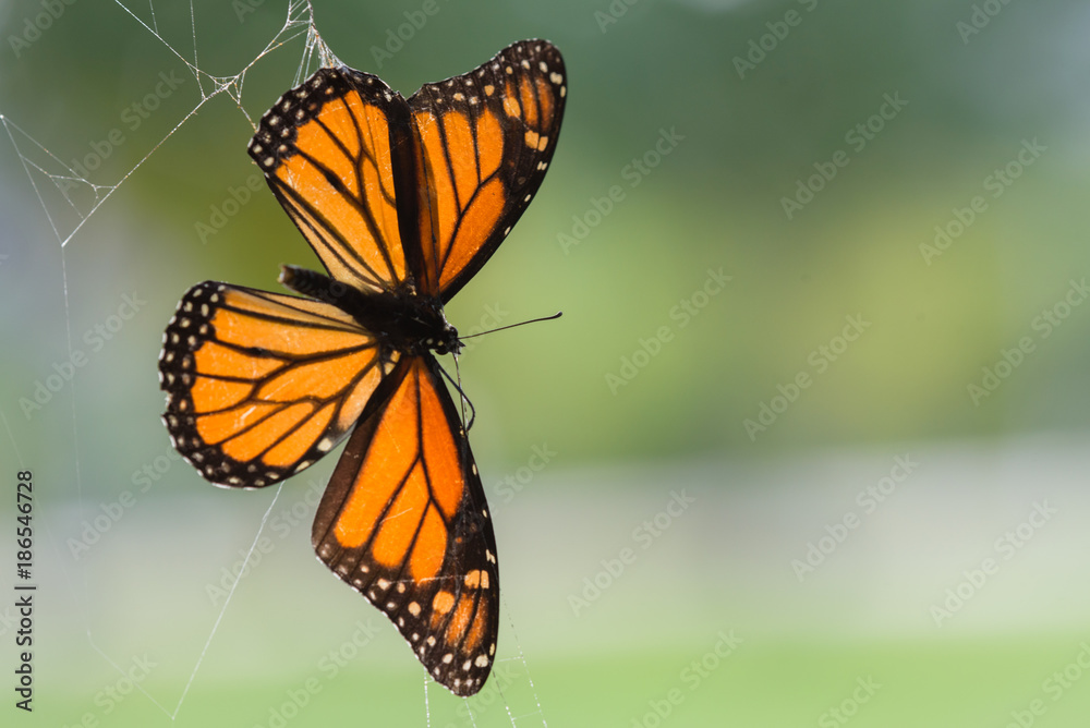 Fototapeta premium Spiderweb traps butterfly