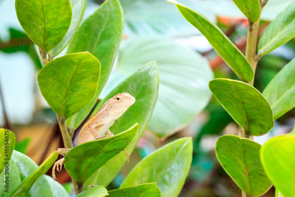 Closeup macro shot of Oriental garden lizard. Selective Focus Closeup macro shot of Oriental garden lizard. Selective Focus