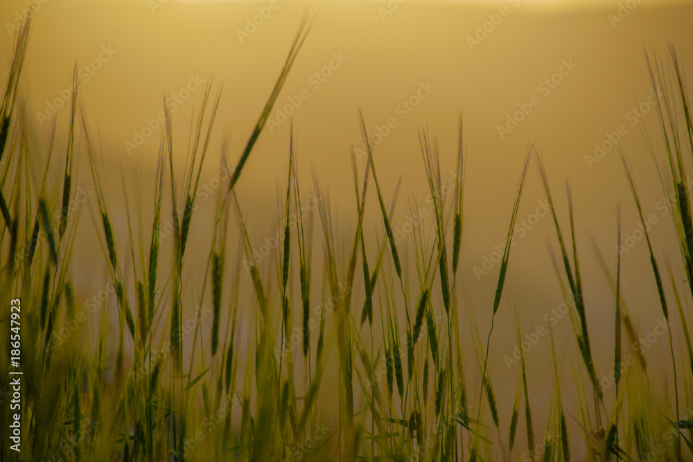Grass Fields at Sunset